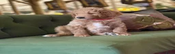 Bernedoodle dogs for sale: F1b Apricot Medium Bernedoodle  - Advert 25
