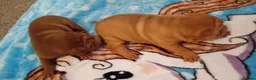 Shar Pei dogs for sale: Shar pei pups  in Manchester - Advert 8