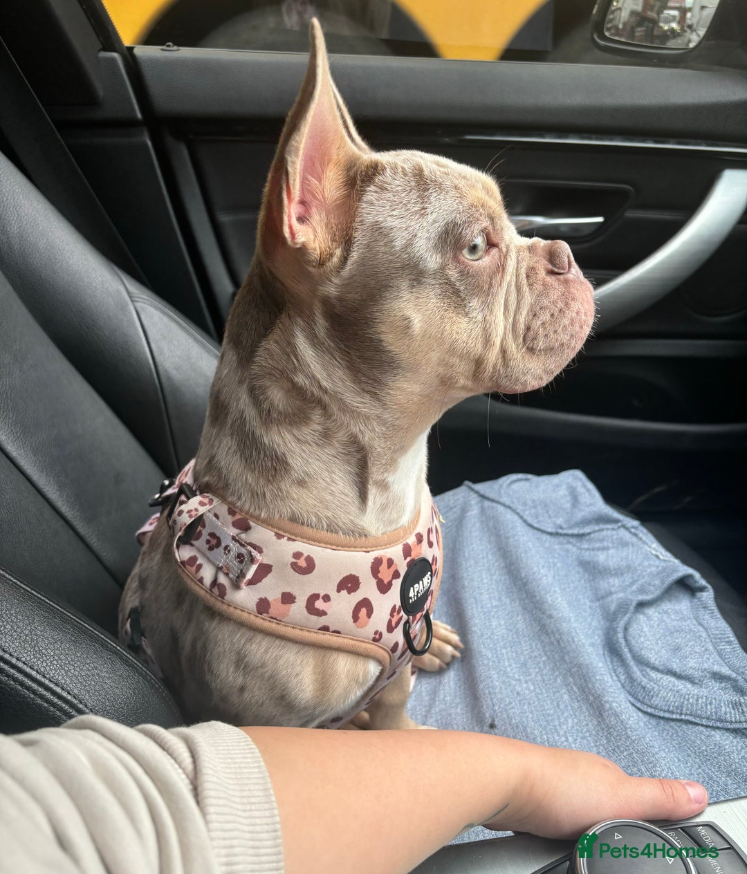 Mixed Breed dogs for sale: Coco - Frenchie x Pocket Bully  - Image 3