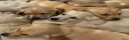 Golden Retriever dogs for sale: Golden Retriever Puppies for Sale / READY NOW!!!! - Advert 8