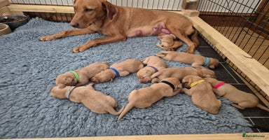 Labrador Retriever dogs - Advert 8