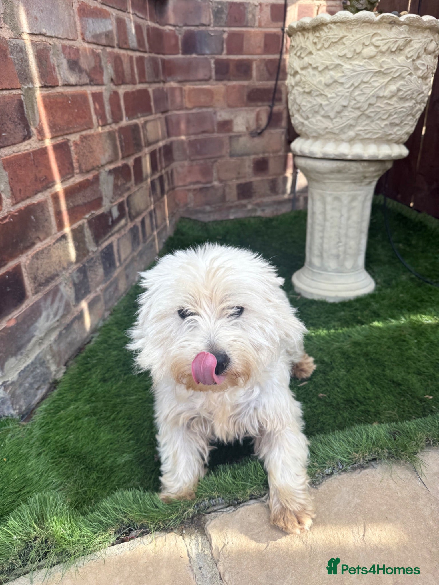 West Highland Terrier dogs 2 years old girl westie  - Advert 5