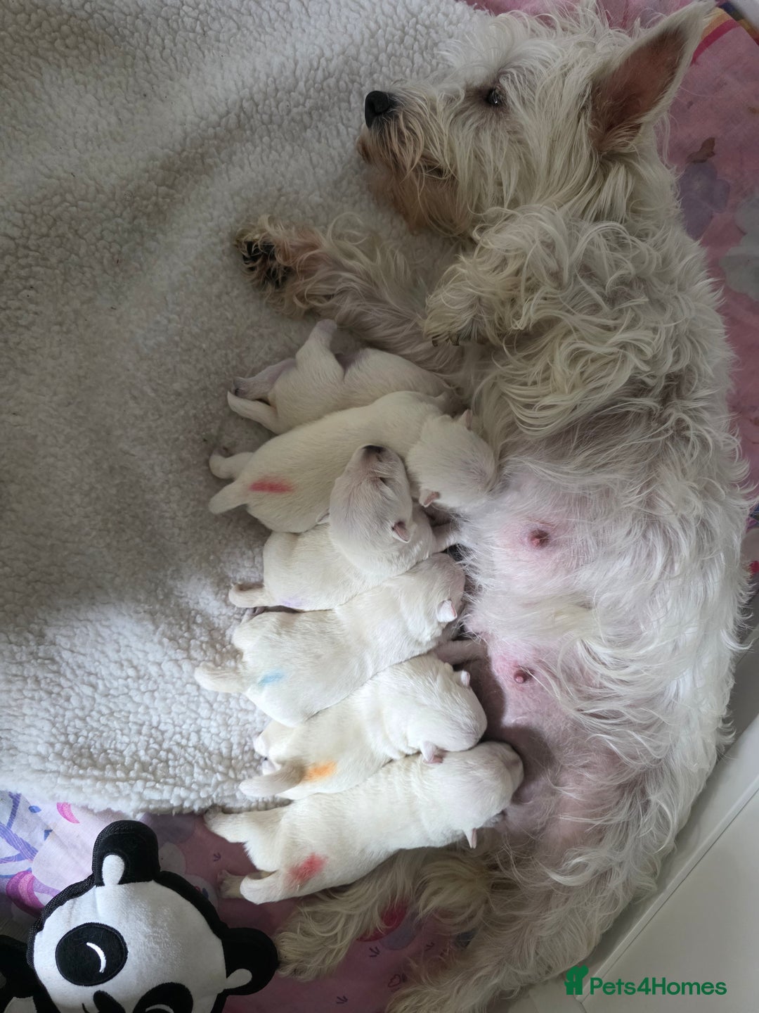 West Highland Terrier dogs for sale: West Highland Terrier's, Good pedigree  - Image 1