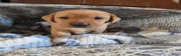 Labrador Retriever dogs for sale: Stunning Red fox labrador puppies  - Advert 27