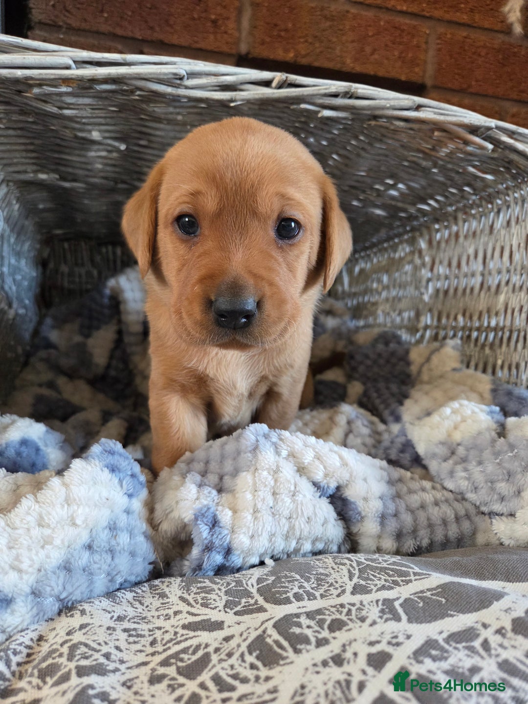 Labrador Retriever dogs for sale: Stunning Red fox labrador puppies  - Advert 27