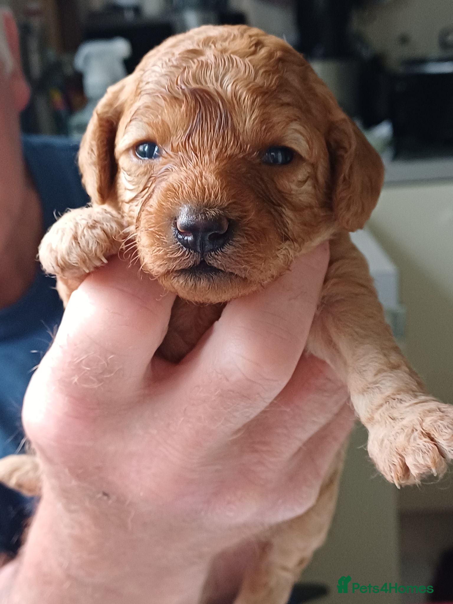 Cavapoo dogs Heslth-Tested Cavapoos-Raised with ENS & ESI   - Advert 1