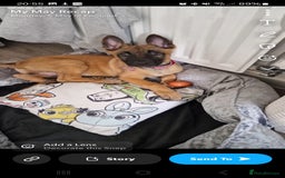 Belgian Shepherd Dog dogs for sale: Belgian malinois - Image 2