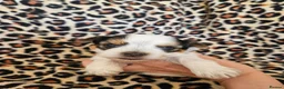 Yorkshire Terrier dogs for sale: DNA tested parents Biewer and Ocean Pearl puppies - Advert 8