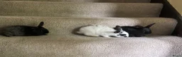 Mixed Breed rabbits for sale: Bunnies for Sale  - Advert 3
