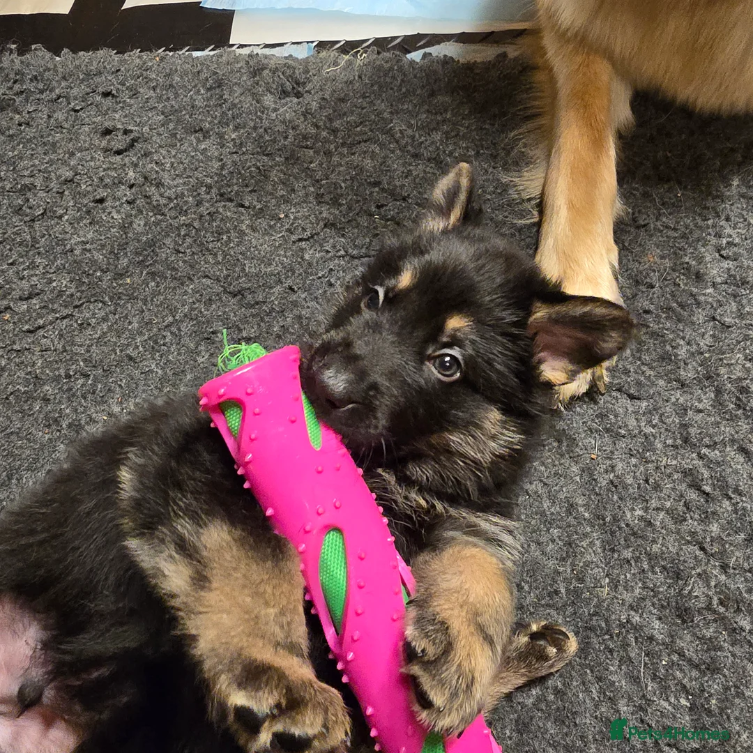 German Shepherd dogs for sale: Outstanding German Shepherd Puppies - Advert 21