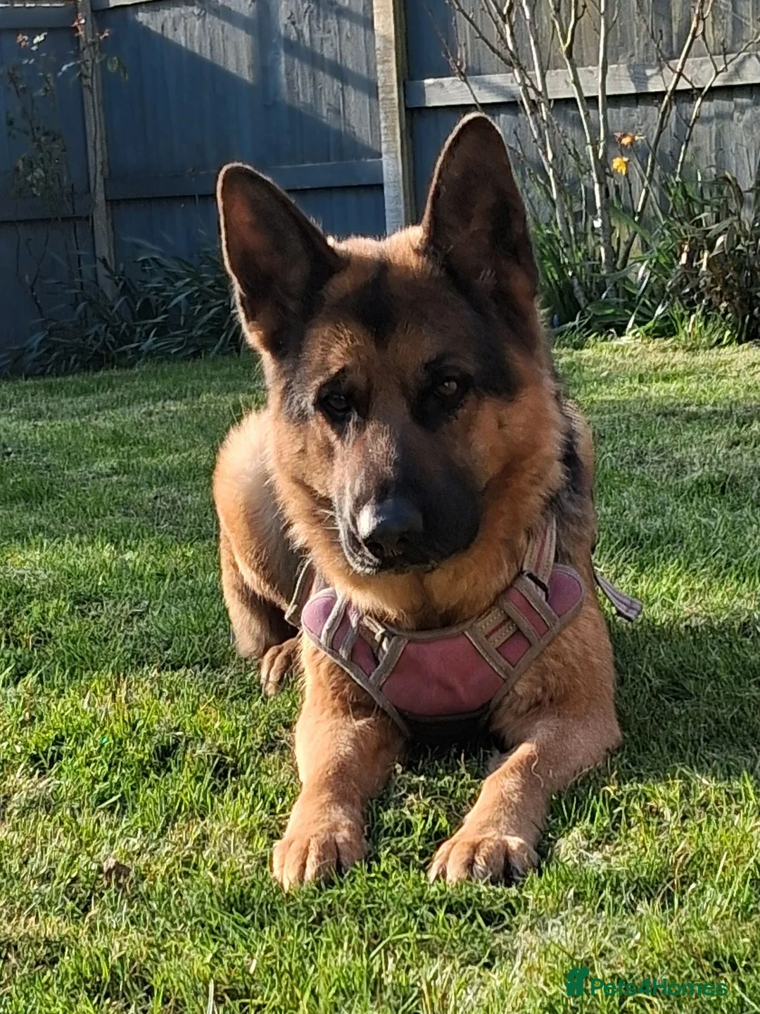 German Shepherd dogs for sale: Indie - Advert 1