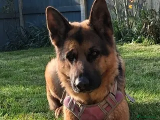German Shepherd dogs Indie - Advert 3