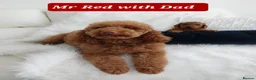 Miniature Poodle dogs for stud: Red Miniature Poodle for STUD - Advert 3