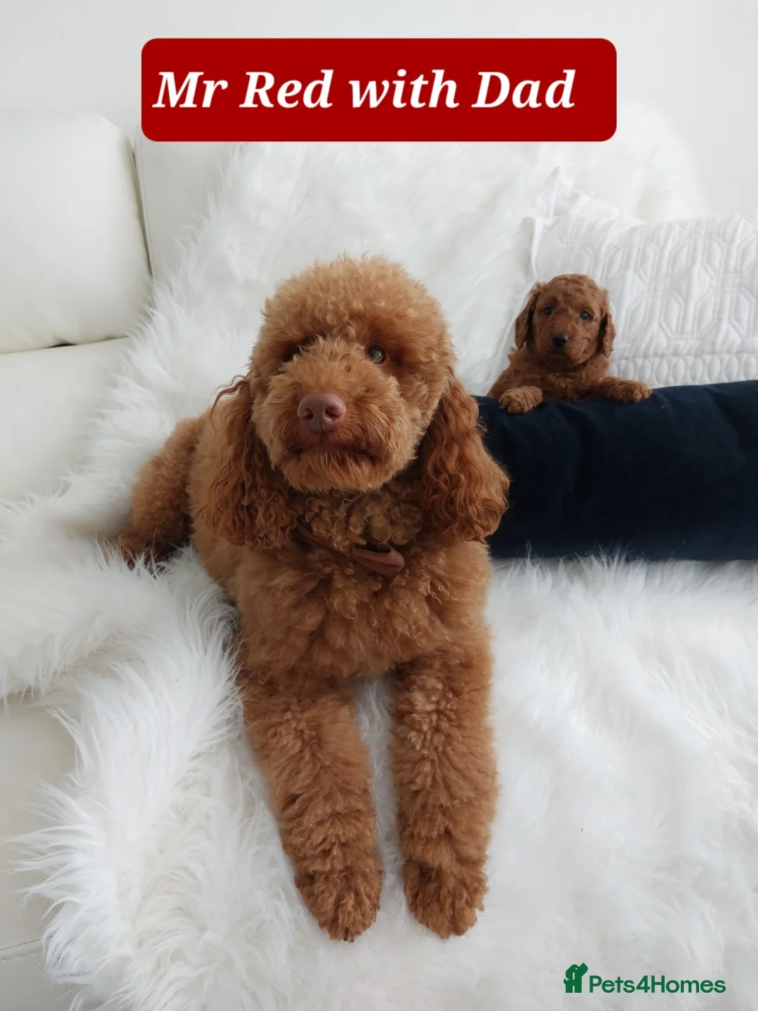 Miniature Poodle dogs for stud: Red Miniature Poodle for STUD - Advert 3