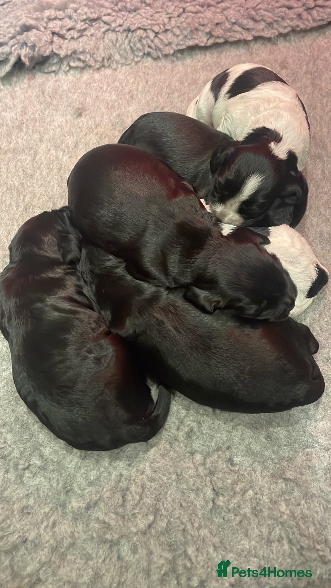 Cocker Spaniel dogs for sale: 2 working cocker puppies  - Advert 25