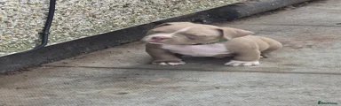 American Bully Puppy 1
