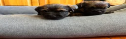 Border Terrier dogs for sale: Stunning litter of Kc Registered Border terriers - Advert 3