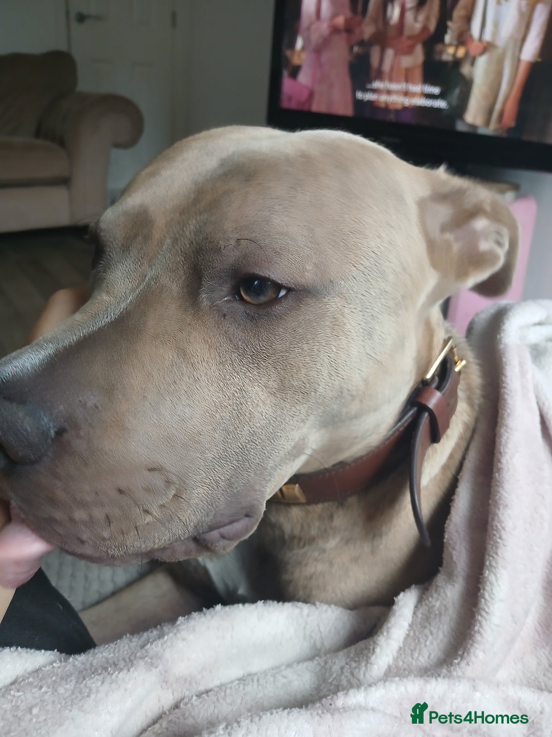 Mixed Breed dogs for sale: Rocky - Advert 2