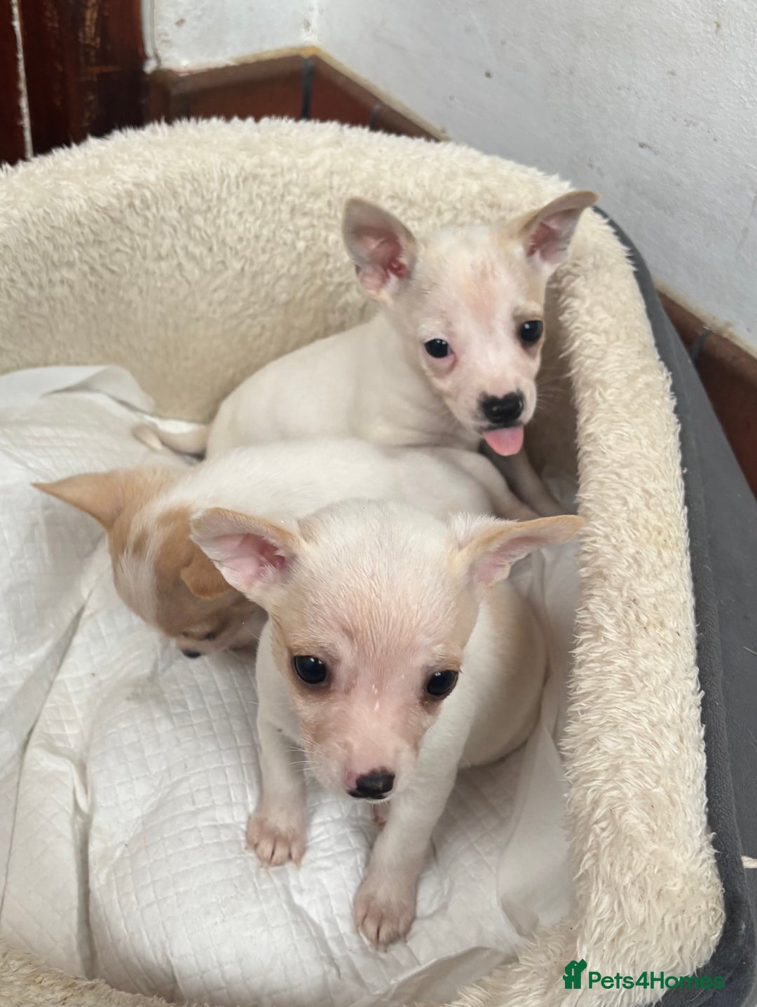 Mixed Breed dogs for sale: Adorable Jack Russel x Chihuahua puppies  - Advert 6