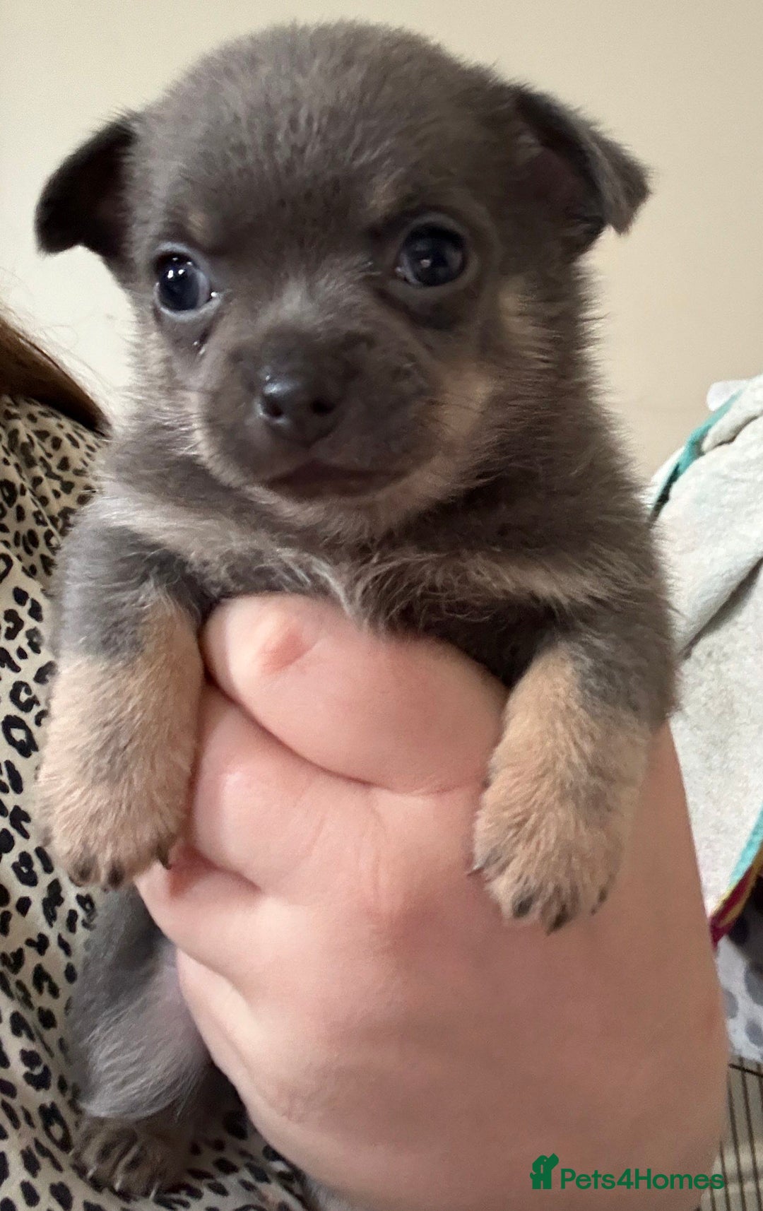 Chihuahua dogs for sale: Beautiful Chihuahua Litter - Image 3