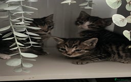 Mixed Breed cats for sale: 3 playful kittens  - Image 2
