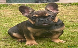 French Bulldog dogs for sale: 3 x Champion Sired KC Reg French Bulldog girls in Doncaster - Image 1