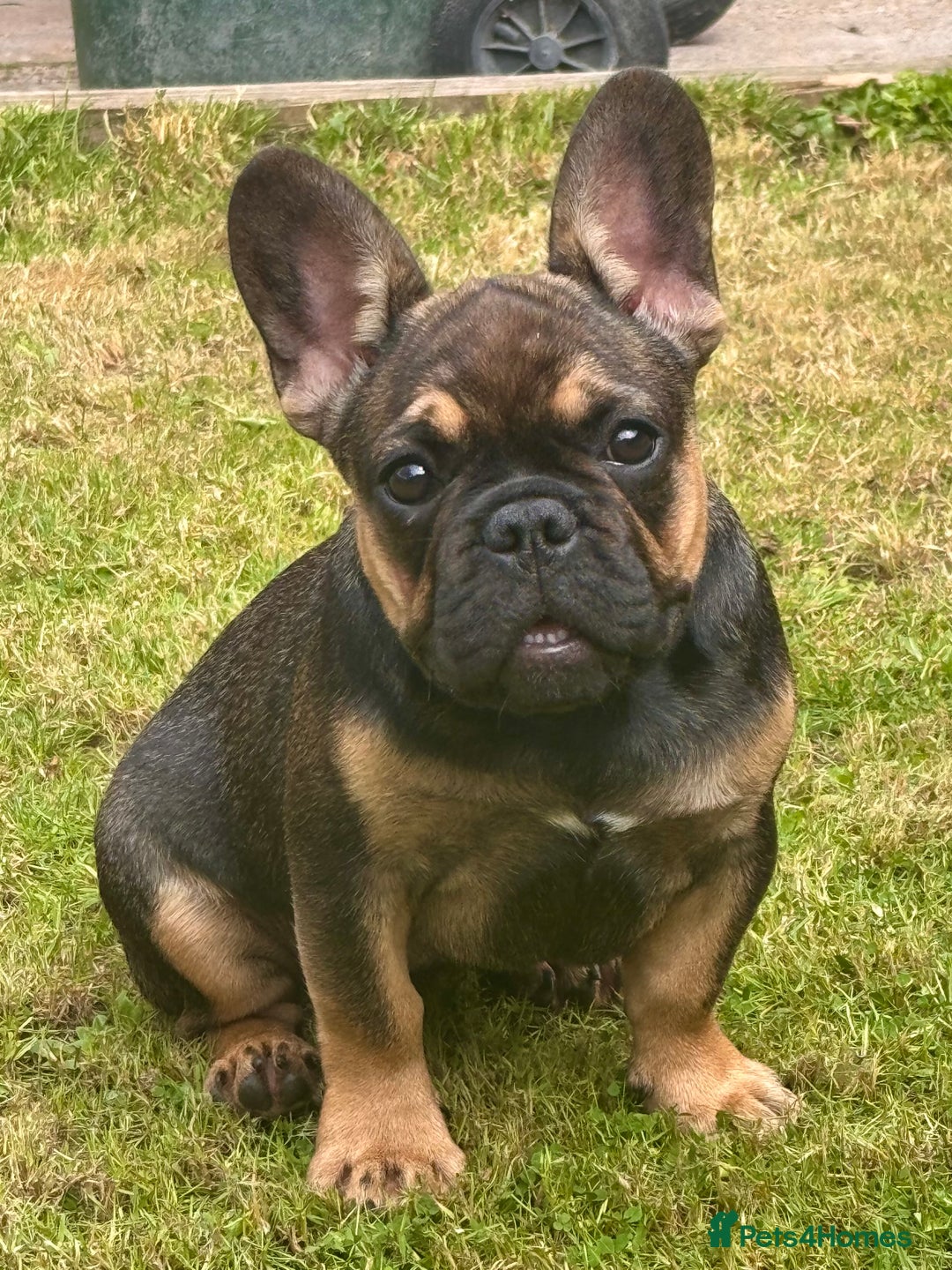 French Bulldog dogs for sale: 3 x Champion Sired KC Reg French Bulldog girls in Doncaster - Image 1