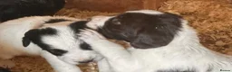 Mixed Breed dogs for sale: sprockets  - Advert 12