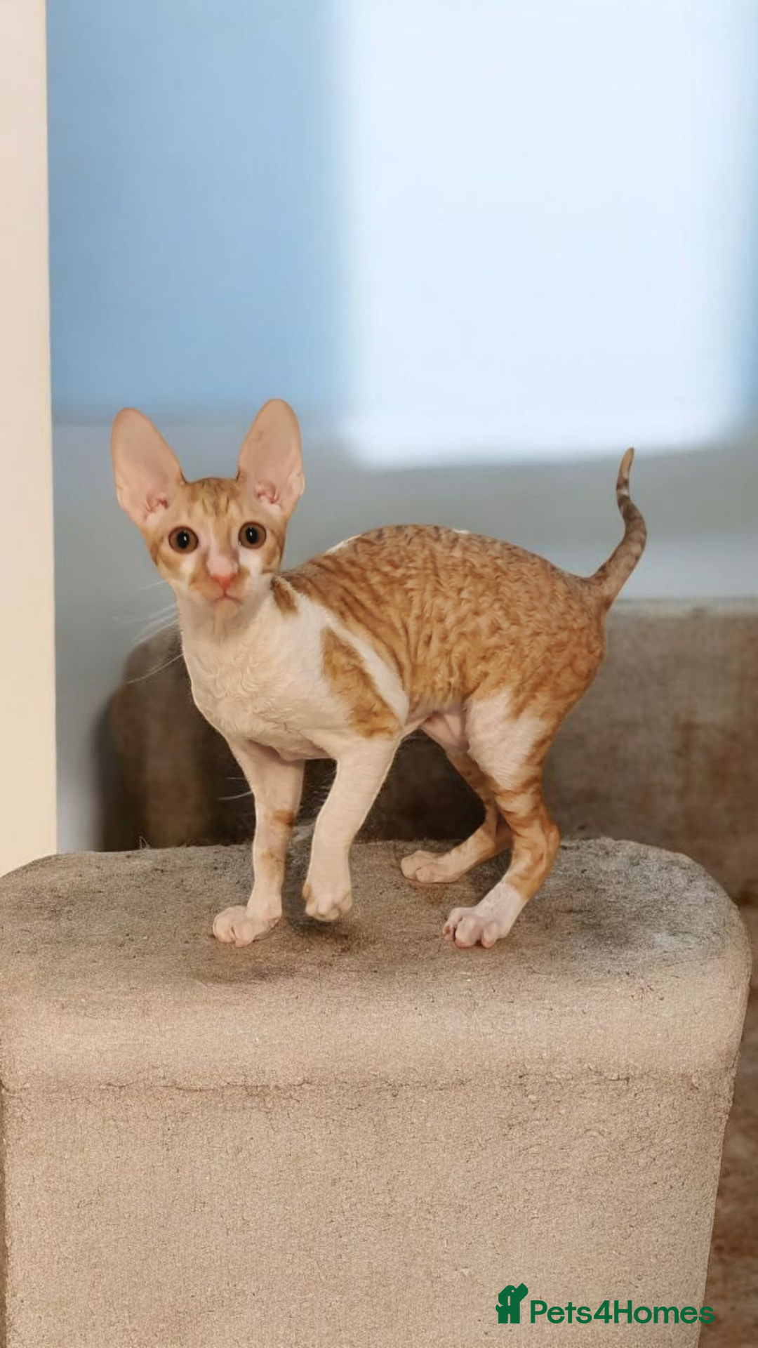 Cornish Rex cats for sale: Cornish Rex Kitten Ready for his new  home! - Advert 15