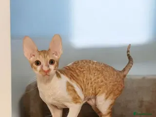 Cornish Rex cats Cornish Rex Kitten Ready for his new home! - Advert 2