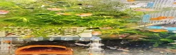 Platies fish for sale: small Platy, Guppy,shrimps &Bristlenose Pleco  - Advert 13