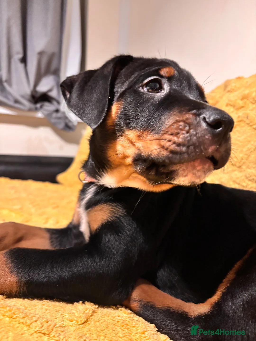Mixed Breed dogs for sale: Rottweiler cross mixed breed - Advert 18