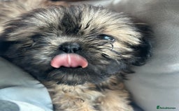 Shih Tzu dogs for sale: Shih Tzu puppy  - Image 3