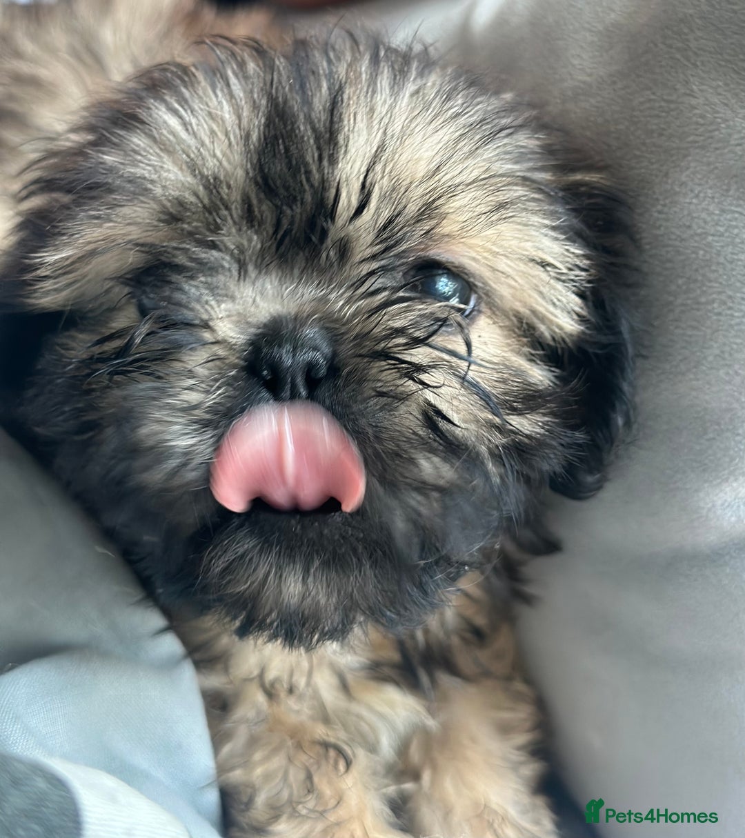 Shih Tzu dogs for sale: Shih Tzu puppy  - Image 3