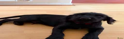Labradoodle dogs for sale: A litter of 2 Labradoodle Black male pups  - Advert 4