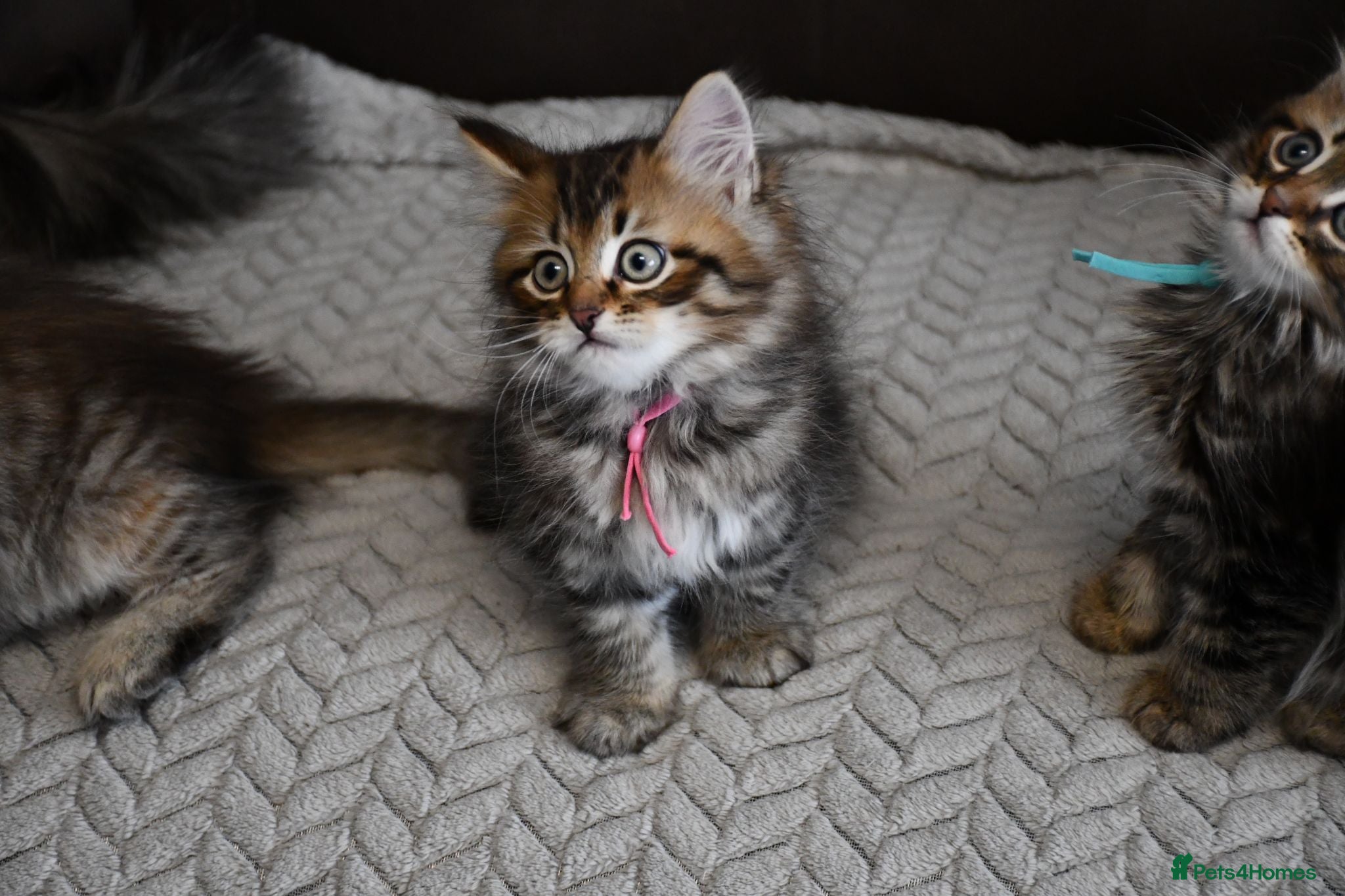 Siberian cats Pedigree Siberian Kittens from Tunguska House - Advert 2