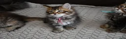Siberian cats for sale: Pedigree Siberian Kittens from Tunguska House - Advert 2