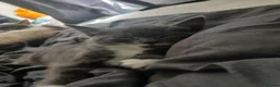 Mixed Breed cats for sale: 3 grey and white kittens  - Advert 2