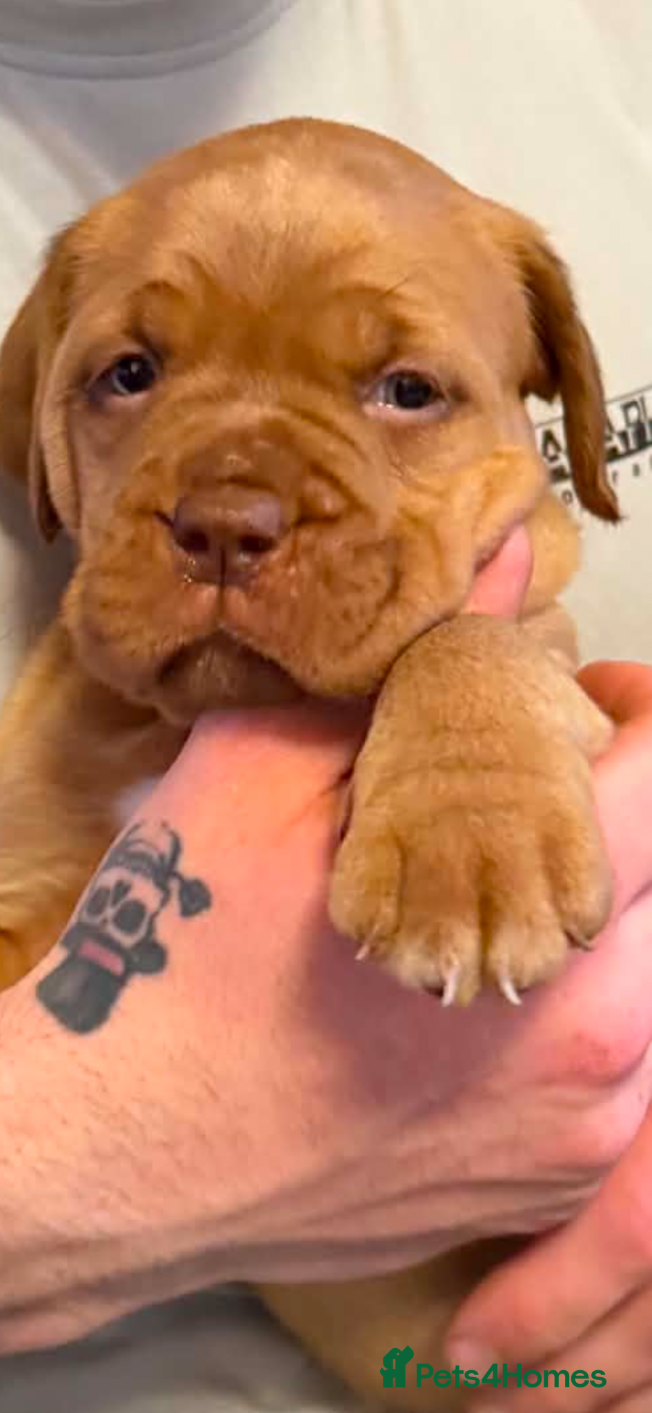 Dogue De Bordeaux dogs Bordeaux Babies - Advert 2