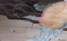 German Shepherd dogs for sale: Stunning white puppy 6 months old ready now in Horsham - Image 19