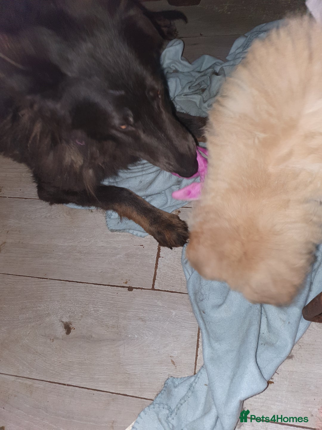 German Shepherd dogs for sale: Stunning white puppy 6 months old ready now in Horsham - Image 19