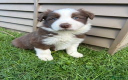 Border Collie dogs for sale: ABSOLUTELY GORGEOUS BORDER COLLIE PUPS - Image 4