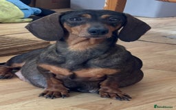 Dachshund dogs for sale: Stunning Miniature Dachshund Pups - Image 17