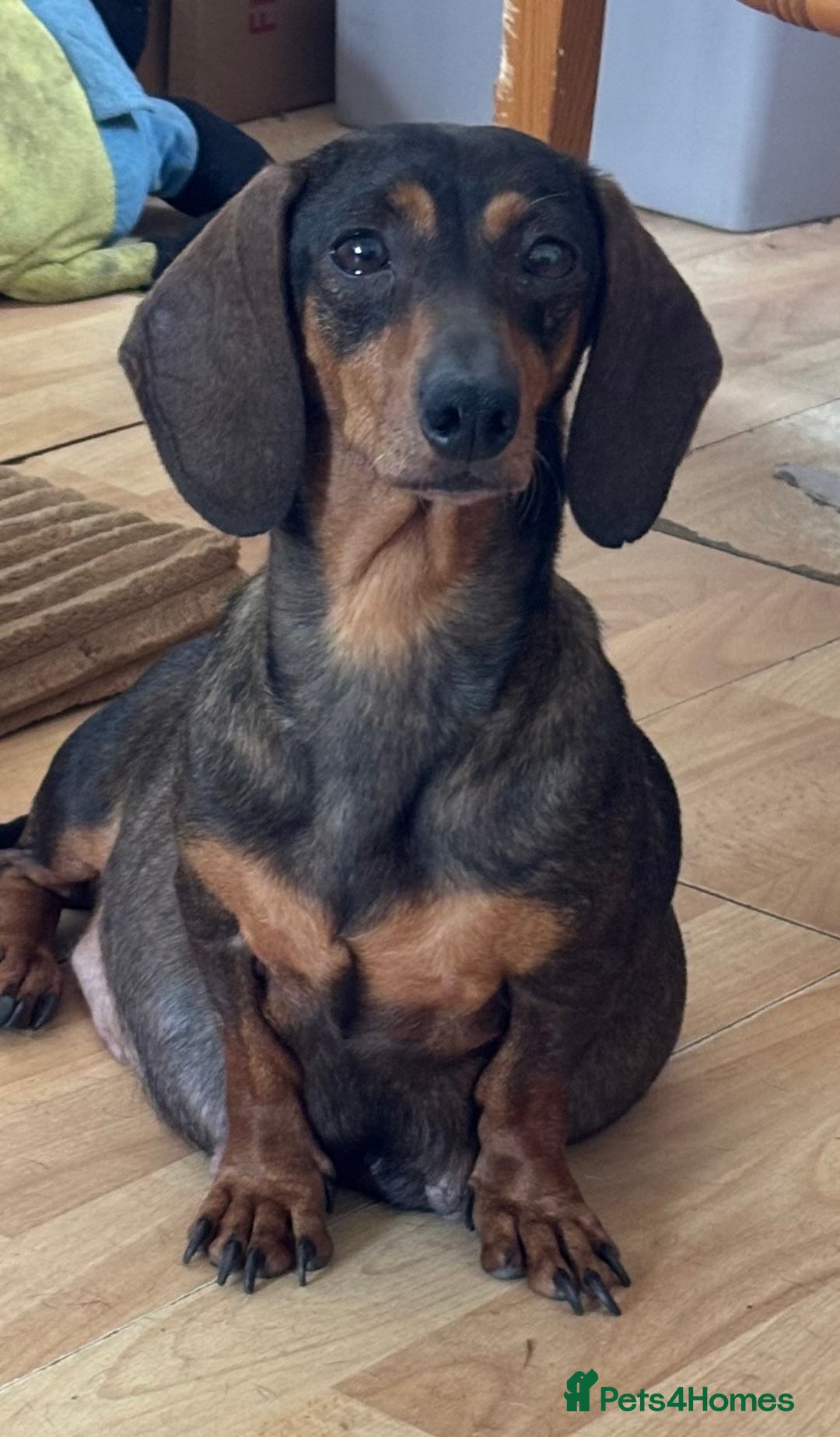 Dachshund dogs for sale: Stunning Miniature Dachshund Pups - Image 17