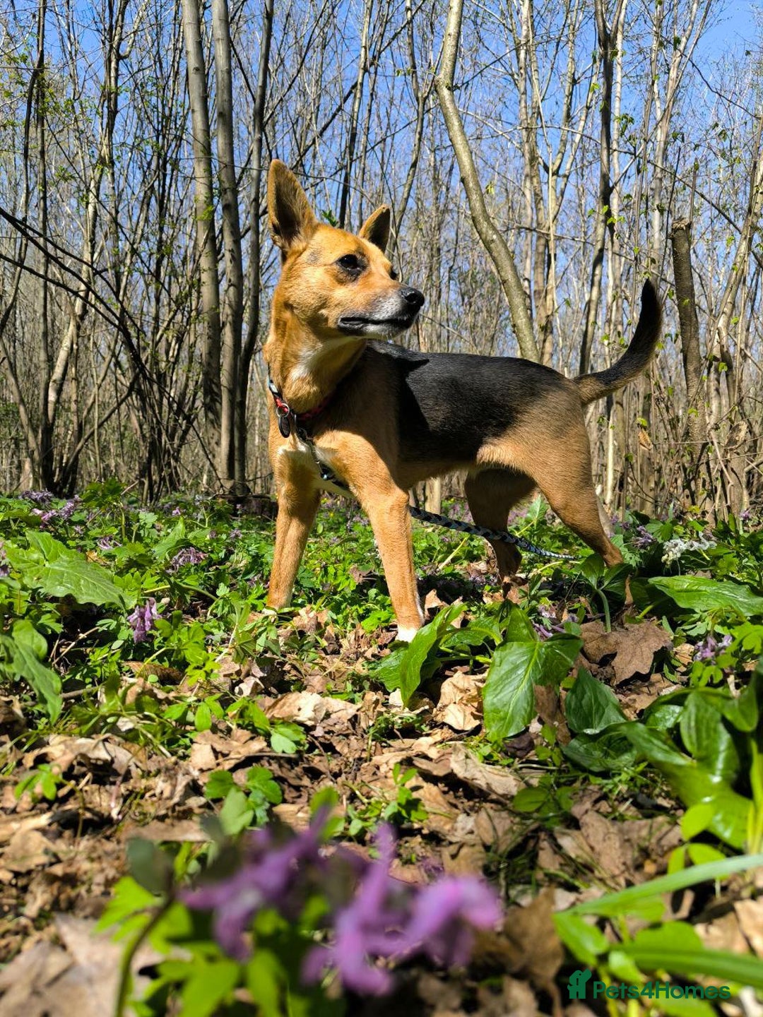 Mixed Breed dogs for adoption: 💖🐶 BARBIE 🐶💖 - Image 11