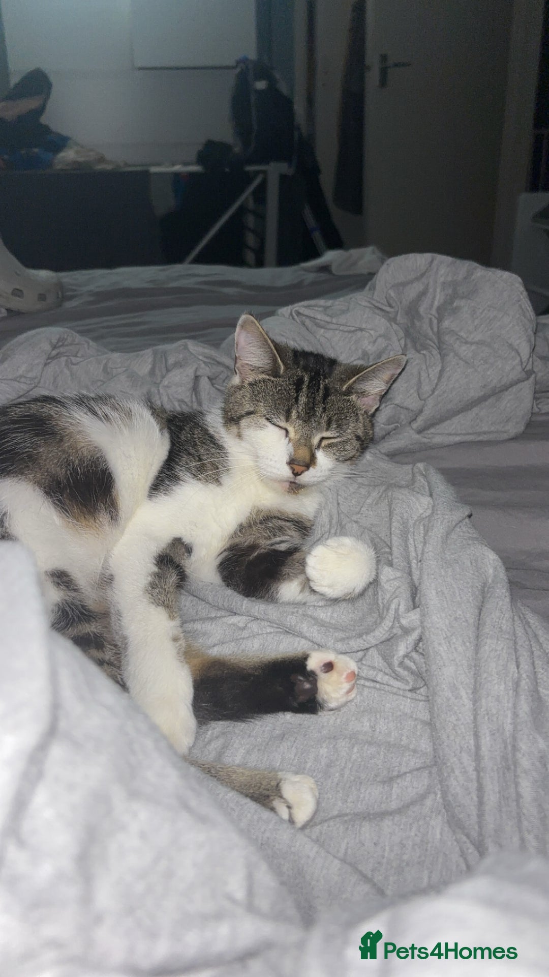 Domestic Shorthair cats for sale: Luna needs a new home! - Image 2
