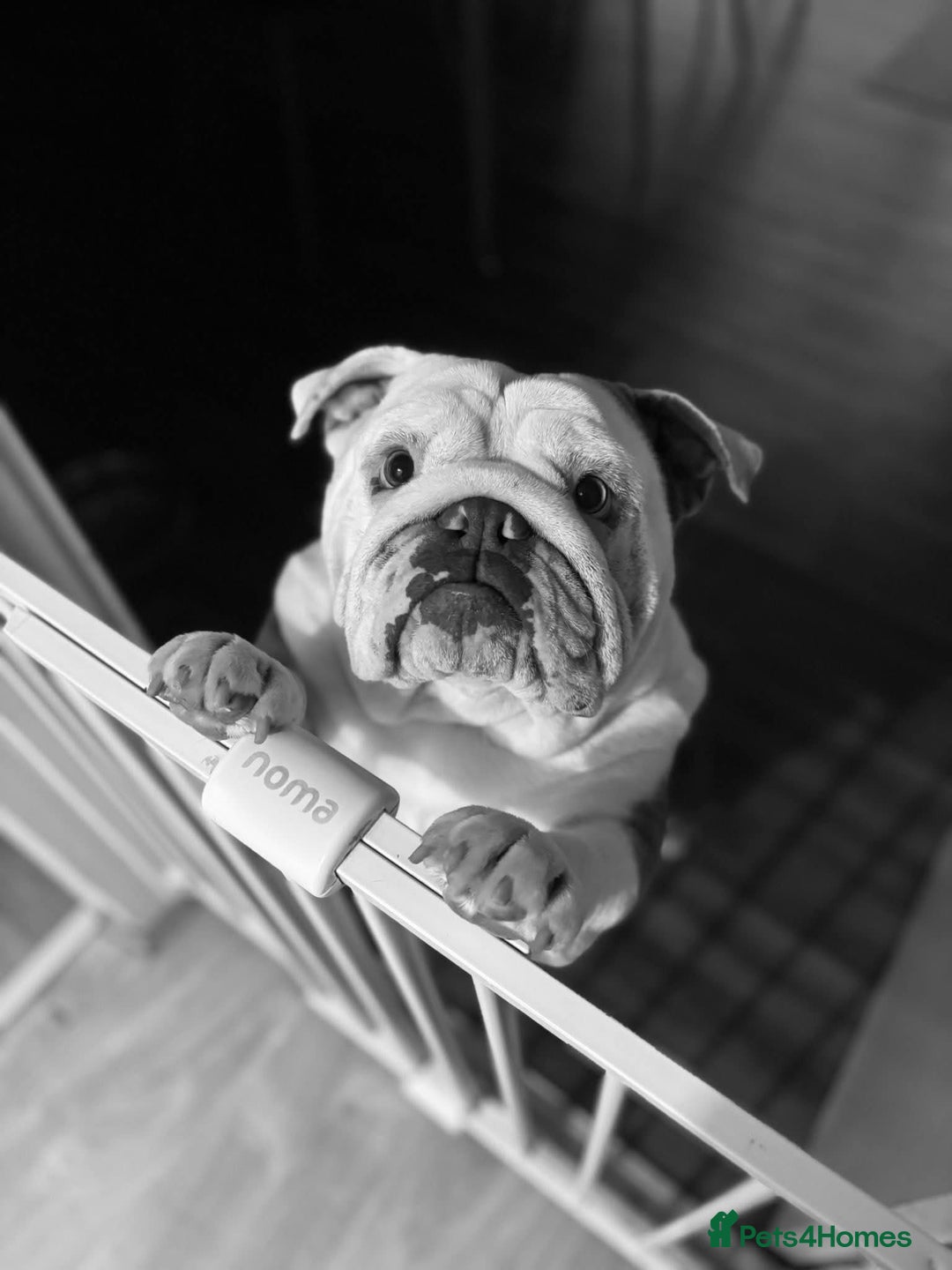 English Bulldog dogs for sale: Can anyone rehome our winnie ! - Image 1