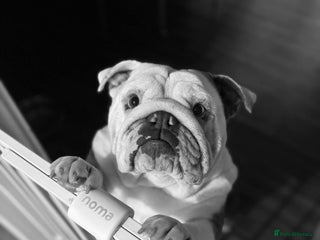 English Bulldog dogs for sale - Advert 1