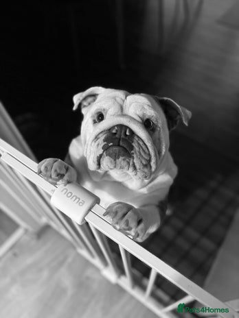 English Bulldog dogs - Advert 2
