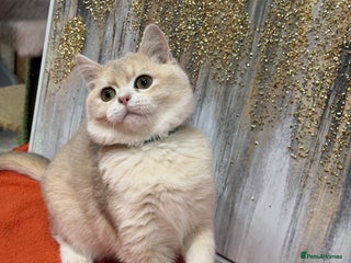 British Shorthair cats British shorthair Blue golden GCCF - Advert 18